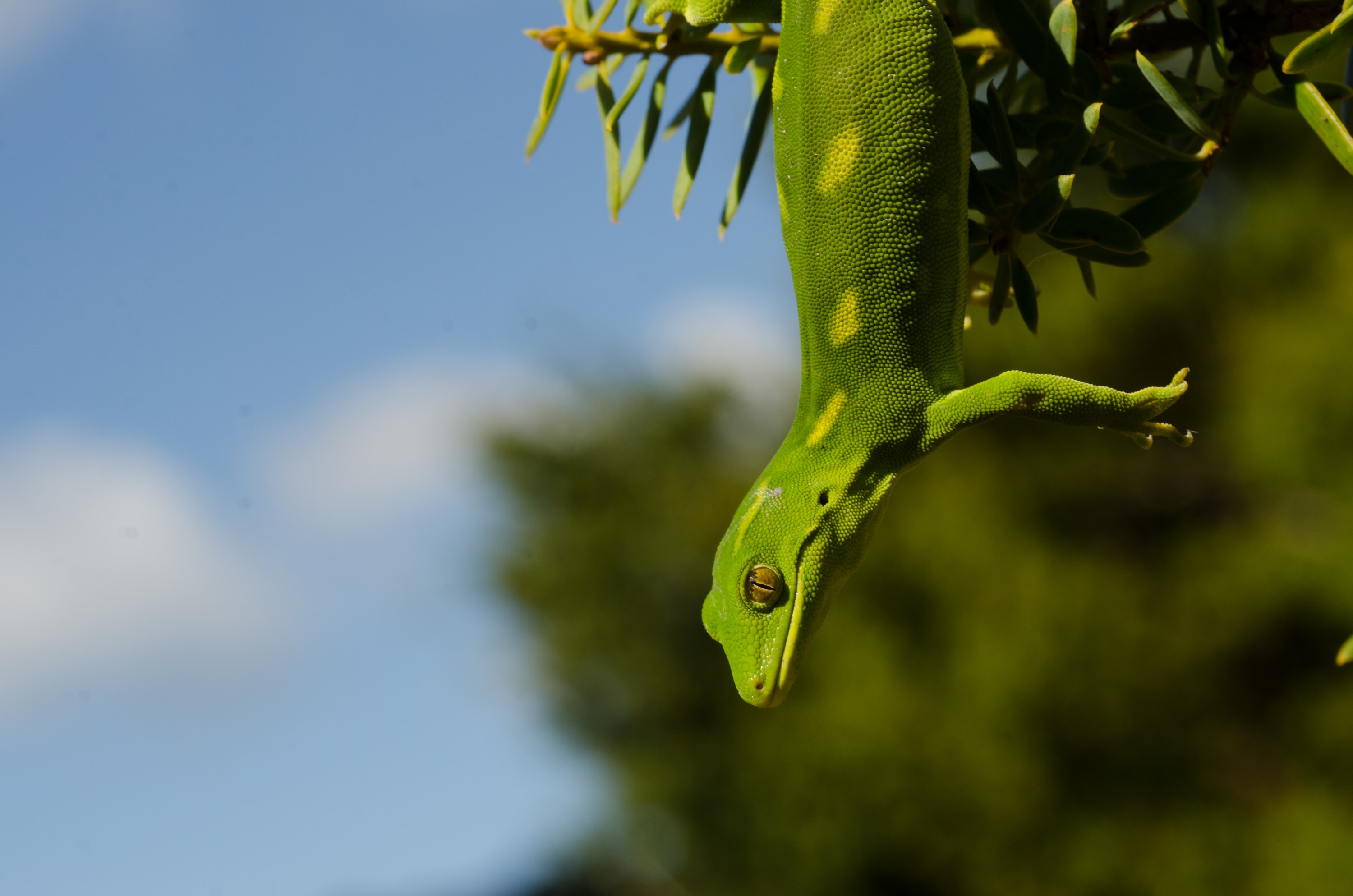 DSC_0203 – Auckland, green, gecko, Naultinus, elegans, elegans, home, lizard, Crispin, reptiles, amphibians, rare, cold, blood, new, new zealand, zealand, nz